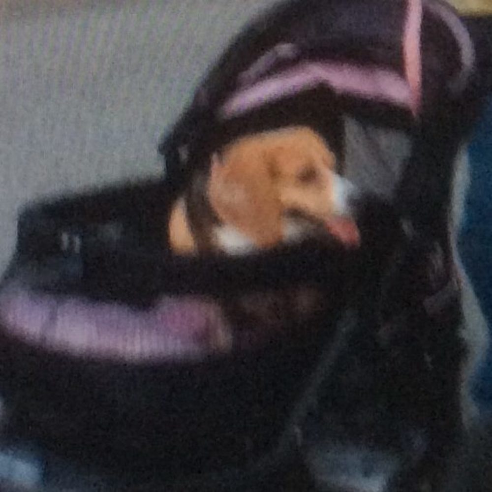 Meet your Posher, Monty sue